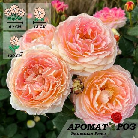 Розоман Жанон (Rosomane Janon)