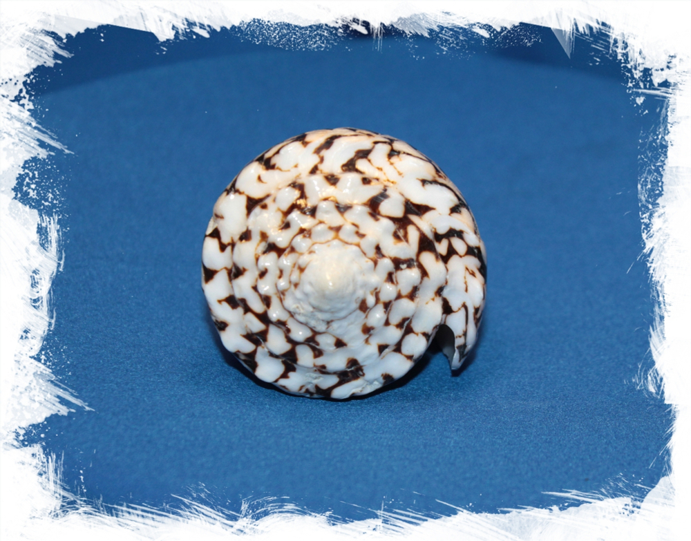 Мраморный конус, до 7см, 1шт