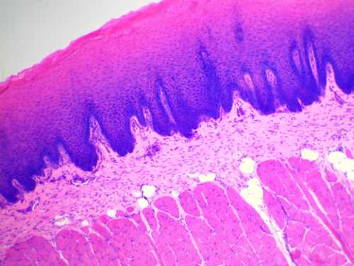 Видеоокуляр для микроскопа ToupCam UCMOS05100KPA
