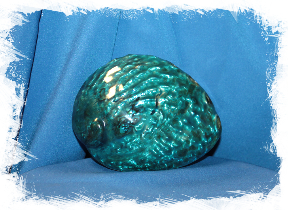 Галиотис фиолетовый (крашеный), 11-14см, 1шт