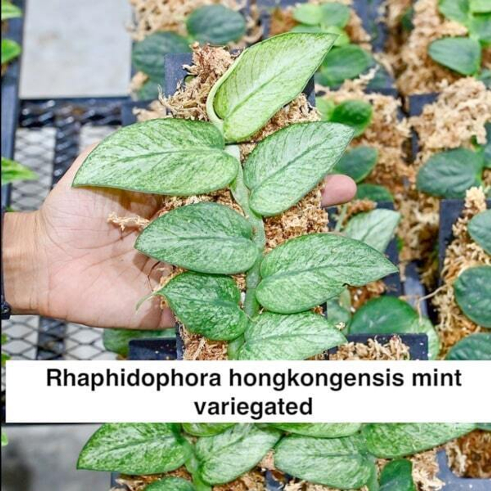 Рафидофора HONGKONGENSIS MINT