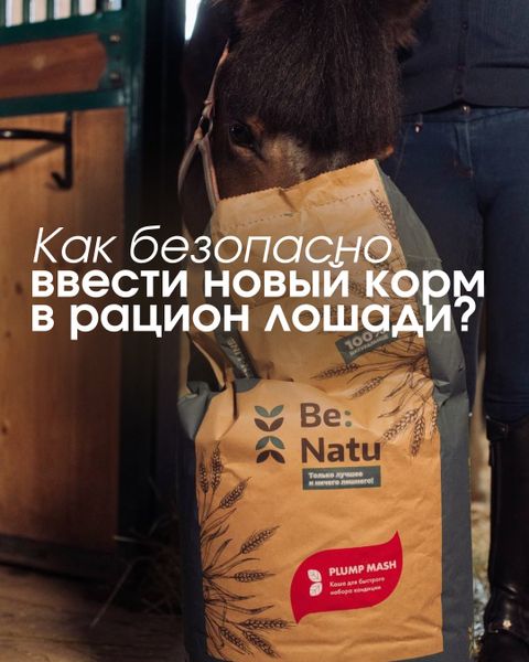 Как безопасно ввести новый корм в рацион лошади? Как безопасно ввести новый корм в рацион лошади?