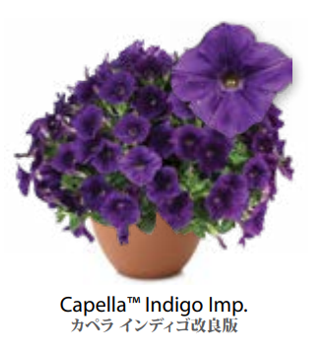 ЕВРО Петуния CAPELLA Indigo Imp. ЕВРО укорененный черенок СЕРЕДИНА НОЯБРЯ поставка 1
