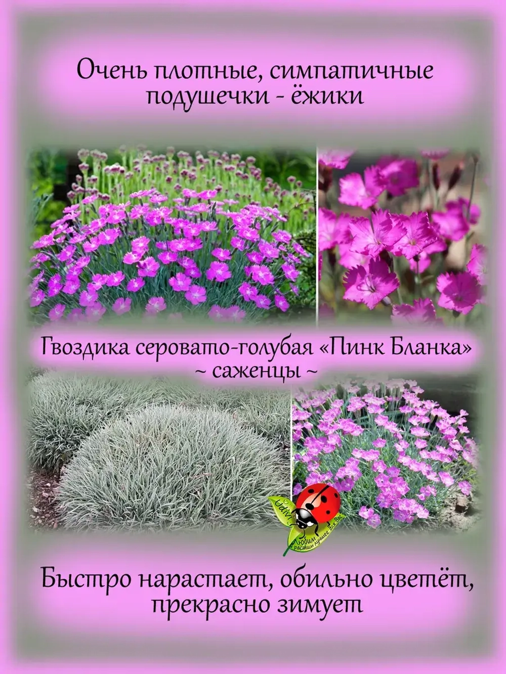 Гвоздика серовато-голубая "Пинк Бланка" многолетняя