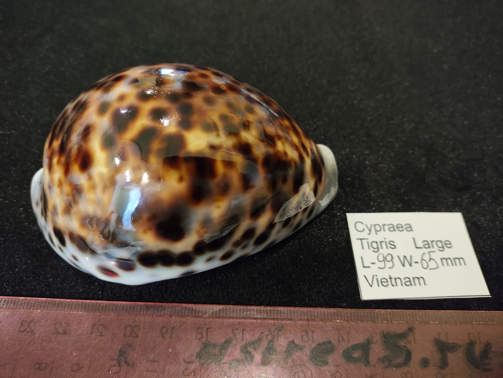 Ципрея Тигрис "90-103 мм"