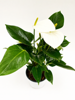 Антуриум (Китай) D12