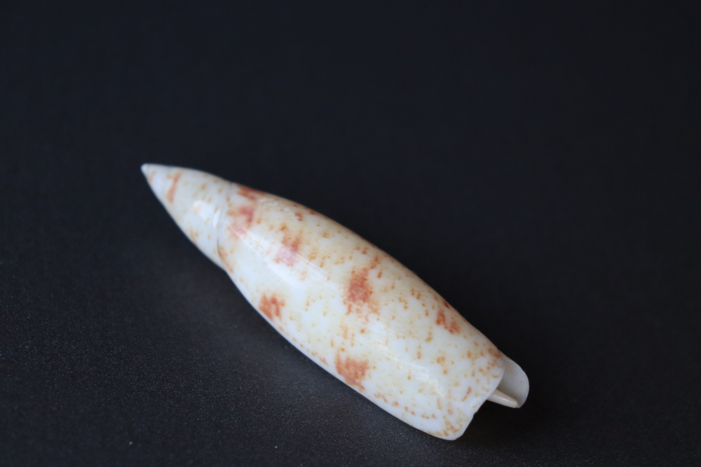 Ракушка Теребеллум (Terebellum terebellum)