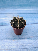 Gymnocalycium Friedrichii (Гимнокалициум)