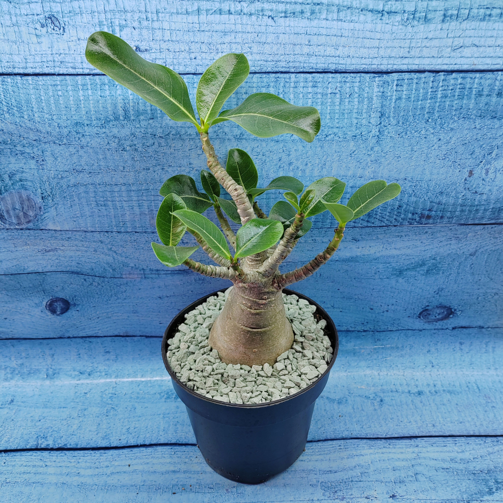 Adenium Baobab (Адениум)