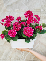 Искусственные цветы Герань вишневая 40см в балконном ящике