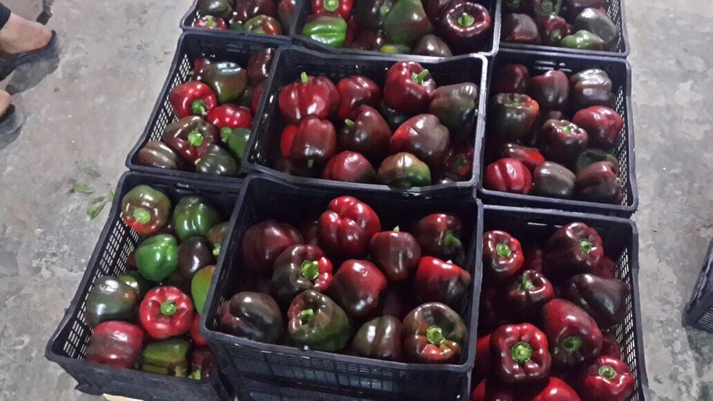 болгарский красный перец. зеленый перец, желтый перец- Египет