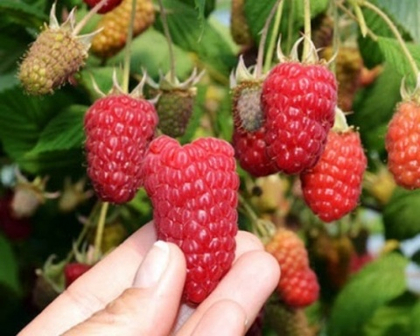 Малина летняя сорт Пшехиба