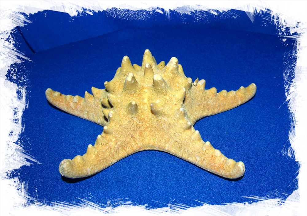 Рогатая Морская Звезда