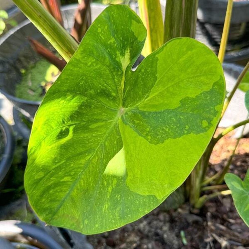 Колоказия STAR FISH