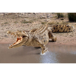 Schleich - Крокодил - Самец с открытой пастью 14736 / артикул   14736  / GTIN 4005086147362