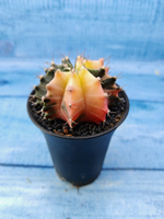 Gymnocalycium Variegata (Гимнокалициум Вариегатный)