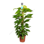 Эпипремнум на опоре