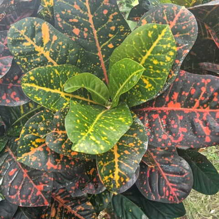 Кротон SWEET LOVE