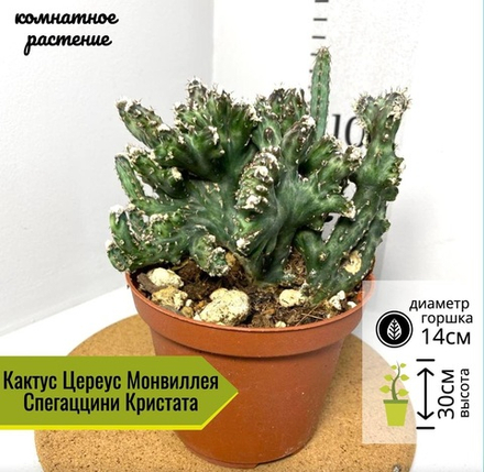 Цереус Монвиллея Спегаццини Кристата, D11см Н15см, 1шт, Нидерланды