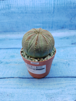 Euphorbia Obesa (Эуфорбия)