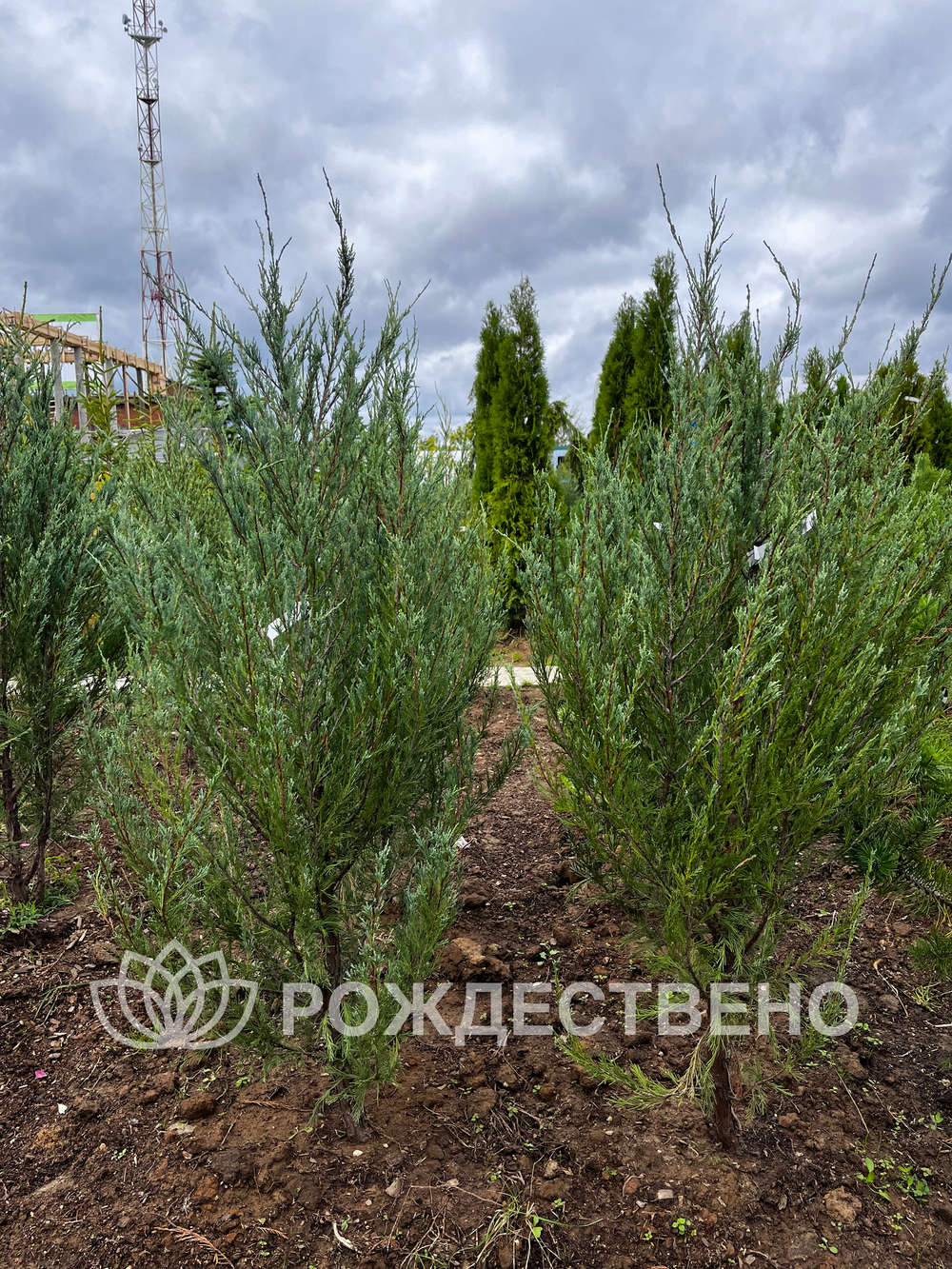 Можжевельник скальный СКАЙРОКЕТ