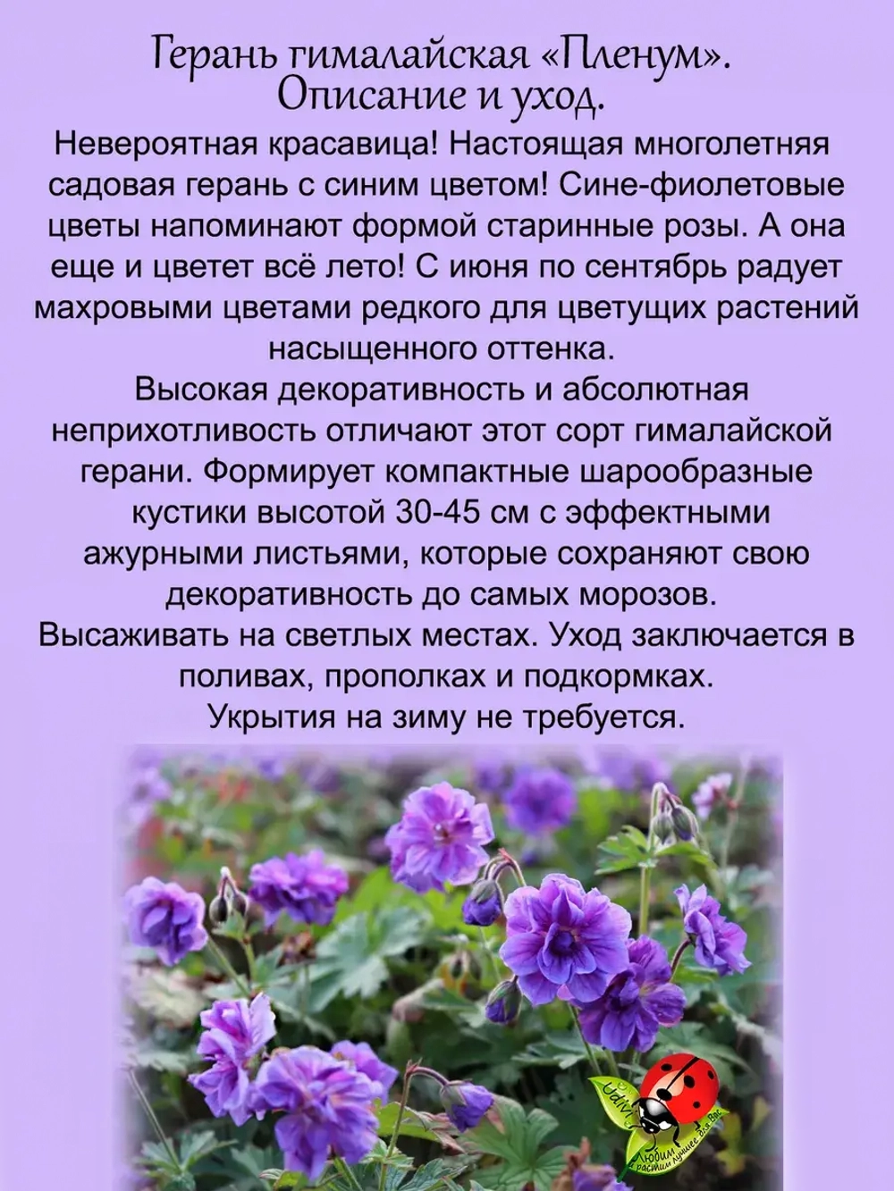 Герань гималайская Пленум многолетняя