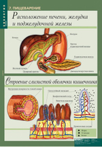 Комплект таблиц "Биология 8-9 кл. Человек" (12 таб.)