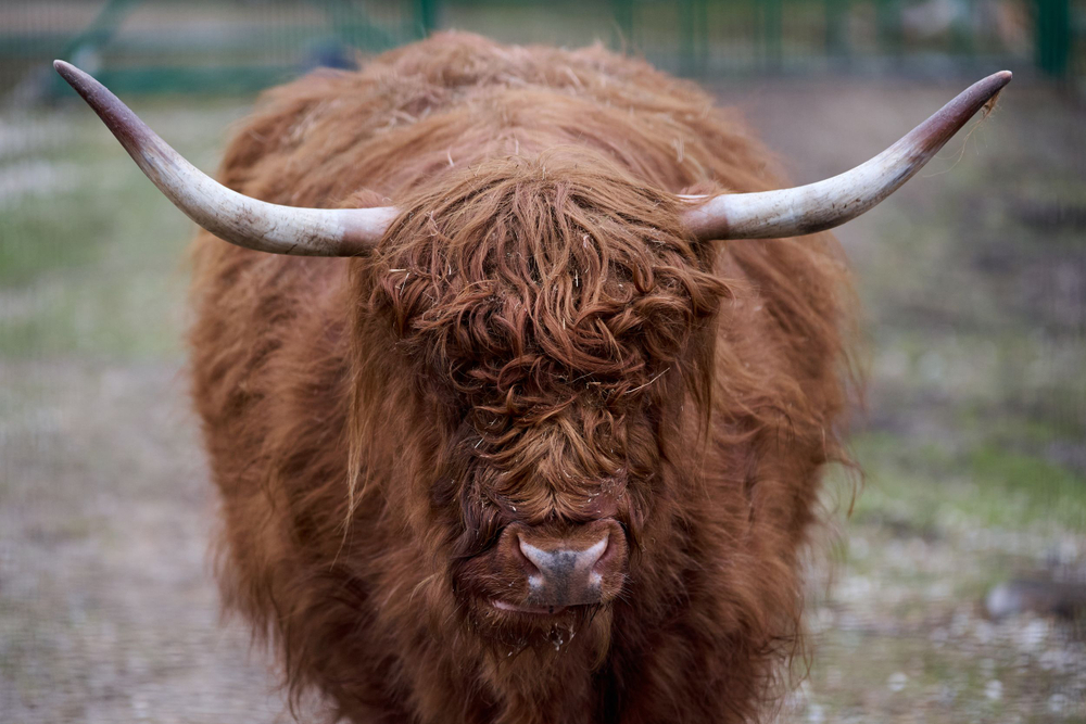 Праздник в стиле Гжель
