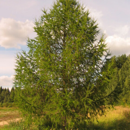 Лиственница сибирская (ком) 350-400