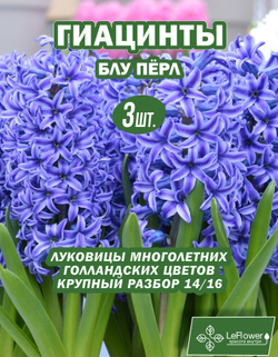 Гиацинт Луковицы цветы, Блу Перл, 3шт