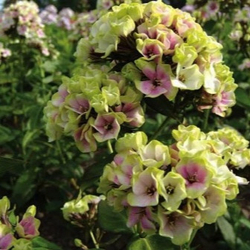 Флокс метельчатый Щербет Коктейл/Бленд (горшок 2л)