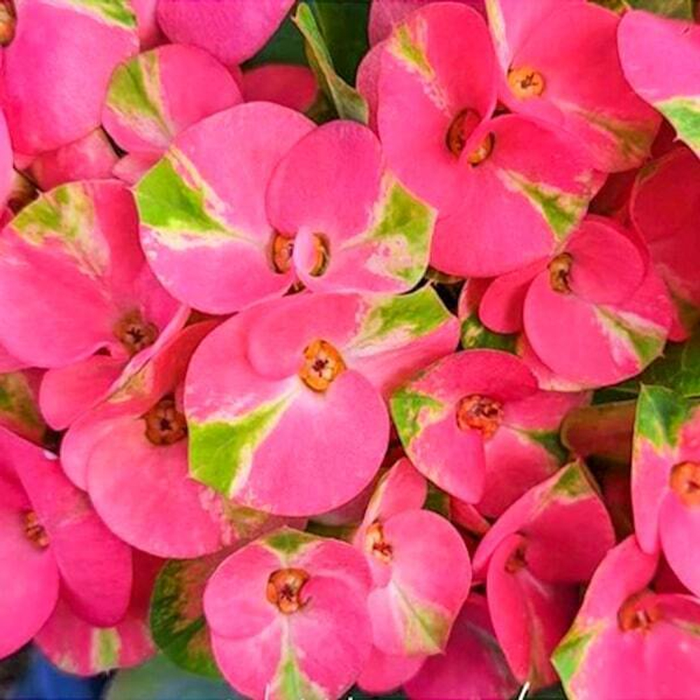 Эуфорбия Миля PON CHANOK