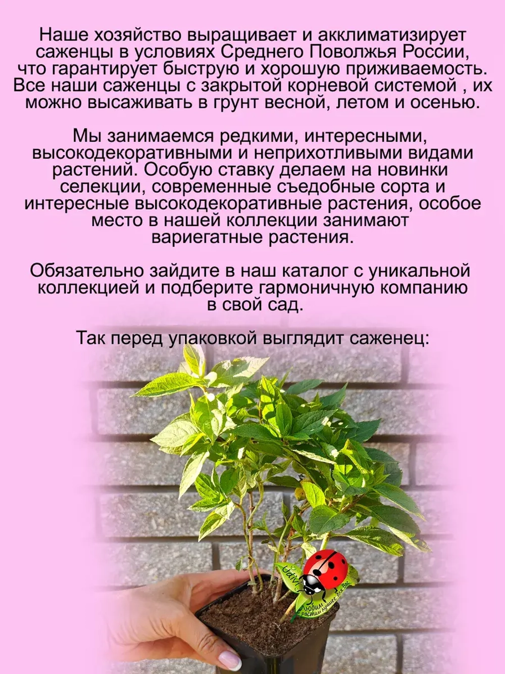 Гортензия Роял Флауэр метельчатая средняя