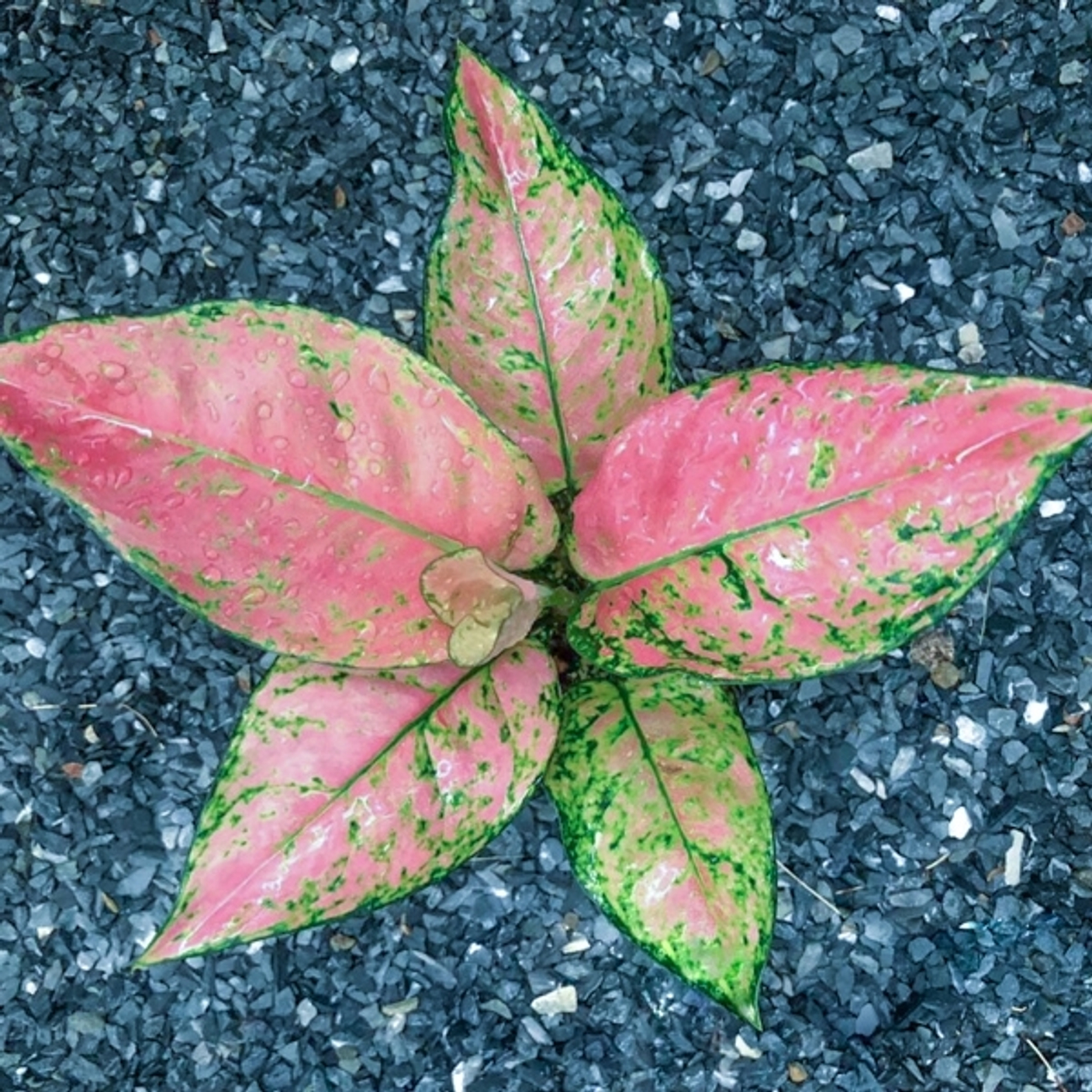 Подборка аглаонем в категории 1000 руб.