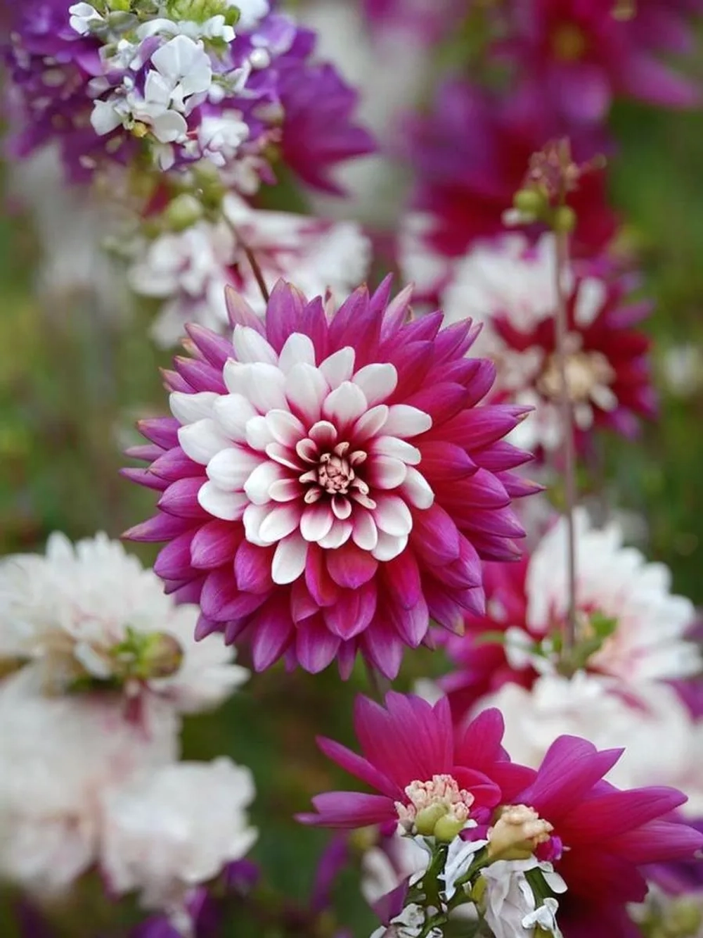 Георгин декоративный Ребеккаc Ворлд