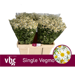 Single Vegmo Van Helvoort (NL)