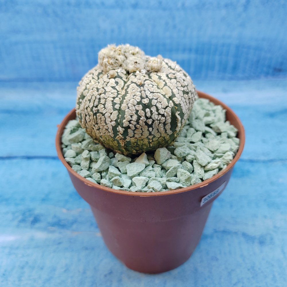 Astrophytum Asterias "Super Kabuto" (Астрофитум)