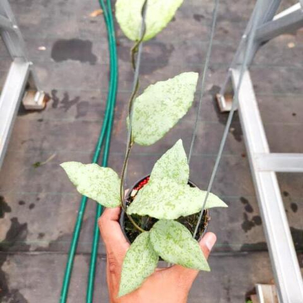 Хойя CAUDATA SILVER