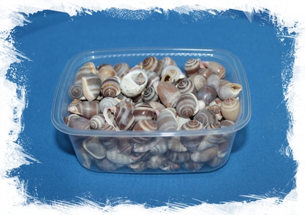 Кассис Нуклеус, 1,5-2см, 1шт