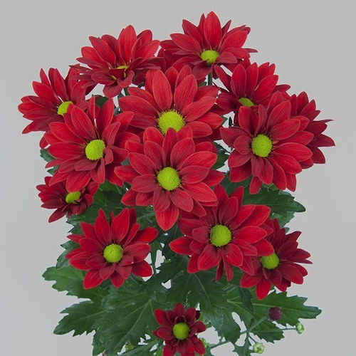 Хризантема кустовая "Бонтемпи" красная