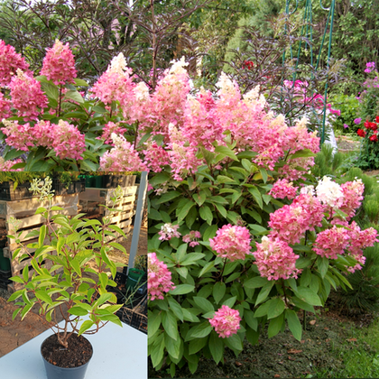 Гортензия метельчатая Пинки Винки на горшке 1.5С