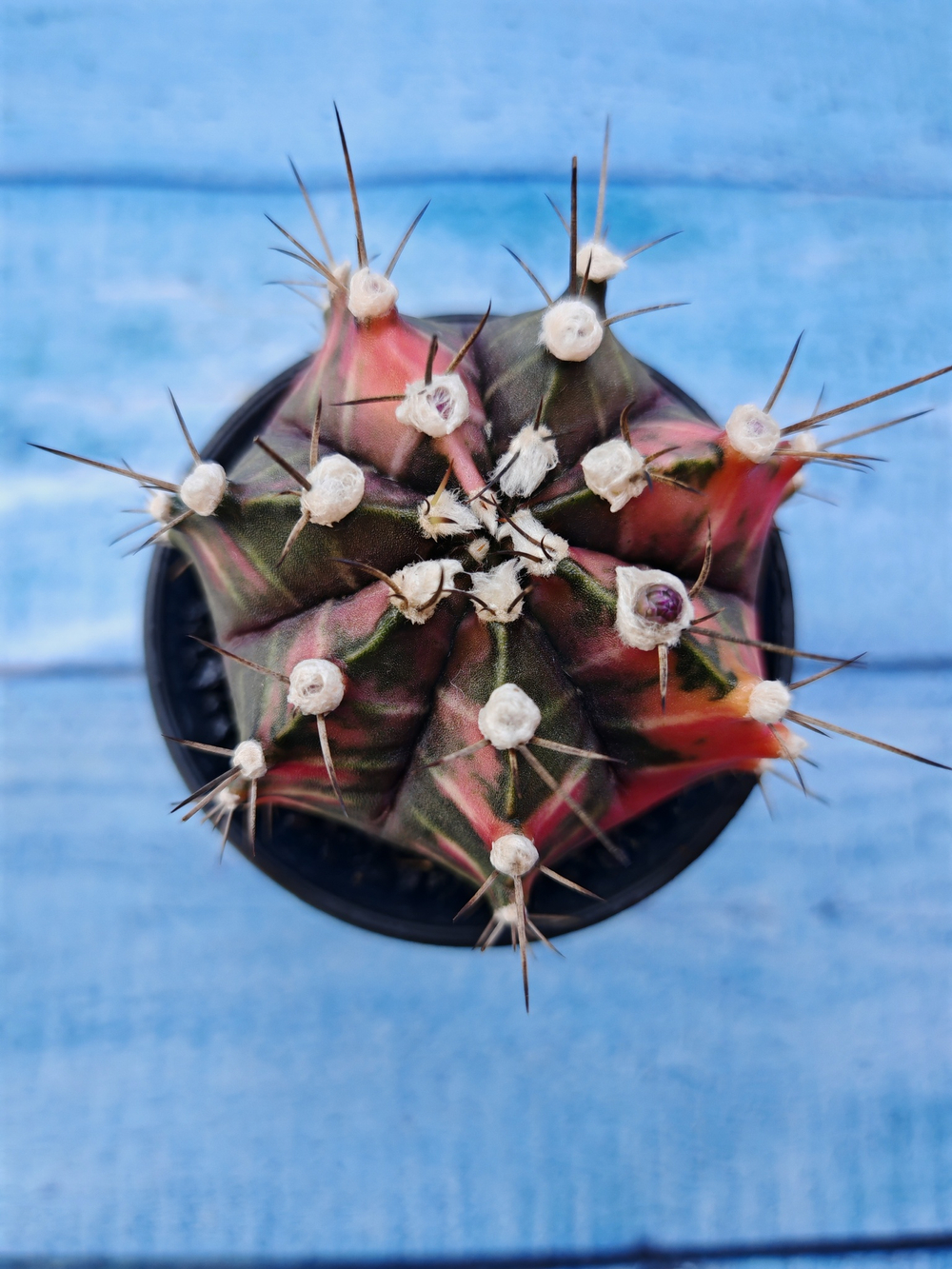 Gymnocalycium Variegata (Гимнокалициум Вариегатный)