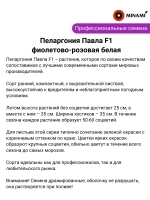Пеларгония Павла F1 фиолетово-розовая белая семена 15шт