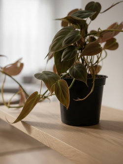 Филодендрон Миканс д. 12