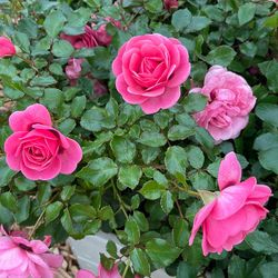 Персиан Мистери (Persian Mystery)