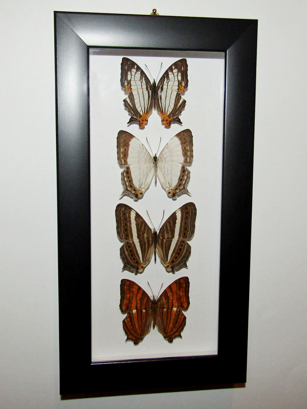 Бабочки Цирестисы в рамке