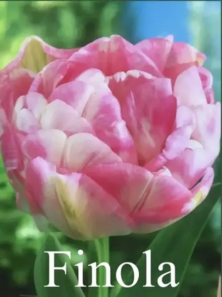Тюльпаны Finola 4 шт, набор луковиц