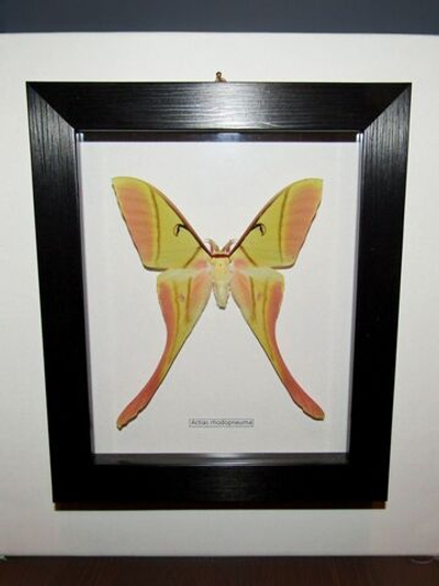 Бабочка Actias rhodopneuma cамец в рамке