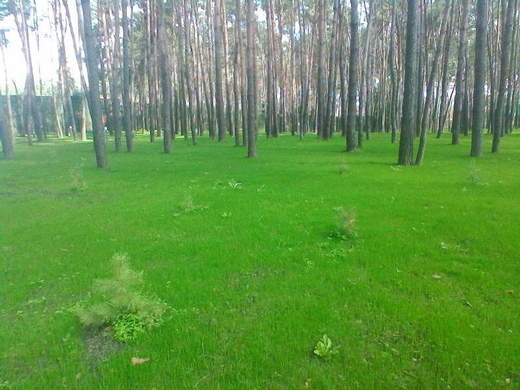 Благоустройство участка