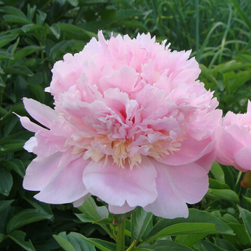 Пион Ангел Чикс